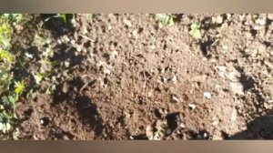 Как посадить тыкву в открытый грунт, без рассады.