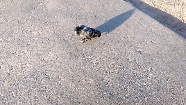 ШОК! ГОЛУБЬ С ГОЛОВОЙ ВОРОНЫ! НЕ ФОТОШОП! смотреть онлайн