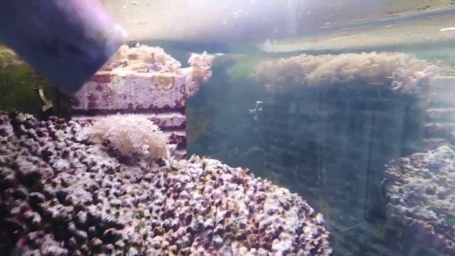 Добавляю настоящую морскую воду привезенную с северного моря в свои морские аквариумы смотреть онлайн