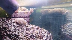 Добавляю настоящую морскую воду привезенную с северного моря в свои морские аквариумы