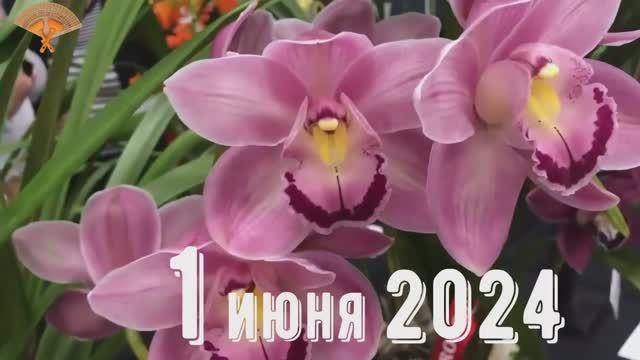 Грабли веерные Для любителей канала Грабли Live 01 06 2024