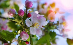 Подкормите этим яблоню в мае во время цветения для обильного урожая.