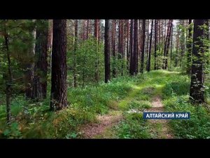 На Алтае участились случаи нападения медведей