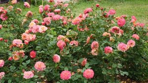 В гостях у  кфх Грандифлора.