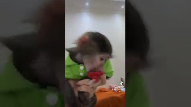 обычный вечерок Ники играет  начала делать кувырок  похоже ей это нравится !