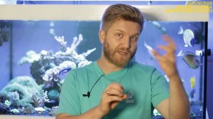 мягкие кораллы в аквариуме | синулярия | sinularia brassica dura | морской аквариум для начинающих