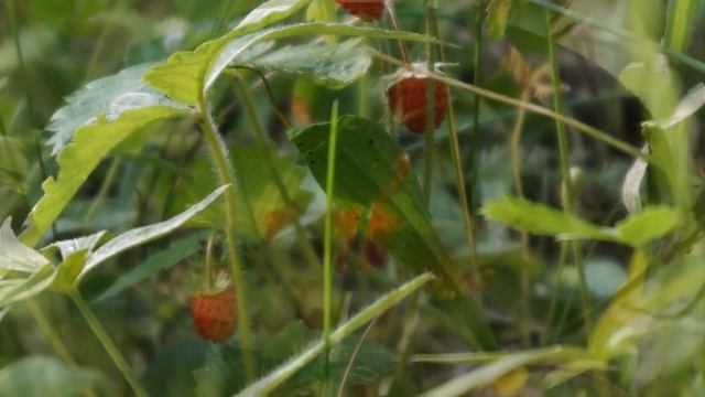 Земляника Дар Природы смотреть онлайн