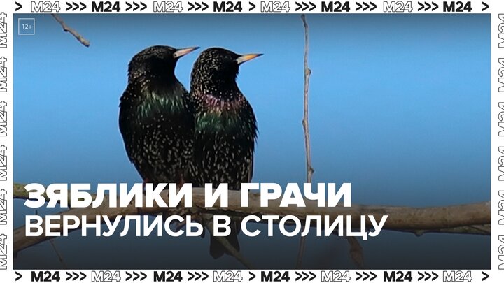 Первые перелетные птицы вернулись в столицу после зимовки - Москва 24