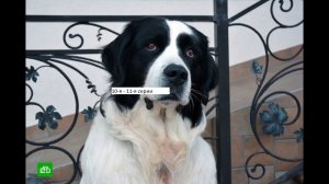 Сериал «Бим» 3 ий сезон 10 я – 11 я серии  Анонс