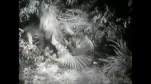Tiger vs Lion - The most complete Devil Tiger Sumatran Tiger vs African Lion Fight - Tiger won.