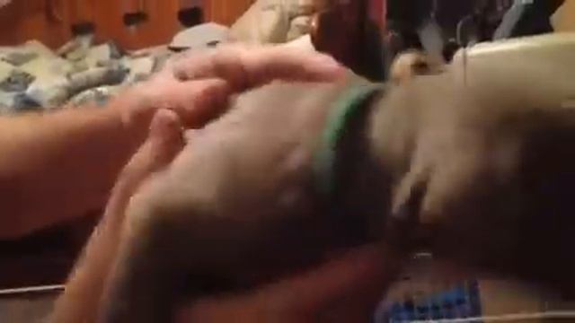 Lucee's Silver Weimaraner puppies week 2 смотреть онлайн