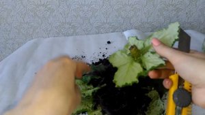 КАК ОМОЛОДИТЬ ФИАЛКУ!ОМОЛОЖЕНИЕ СТАРОЙ ФИАЛКИ!ДЛИННЫЙ СТЕБЕЛЬ У ФИАЛКИ!