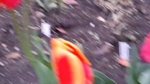 Тюльпаны из Светофора.Вторая весна