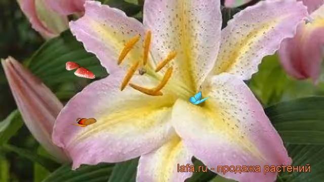 Лилия восточная Кзотико (lilium oriental xotica) ? Кзотико обзор: как сажать, луковицы лилии Кзотик смотреть онлайн