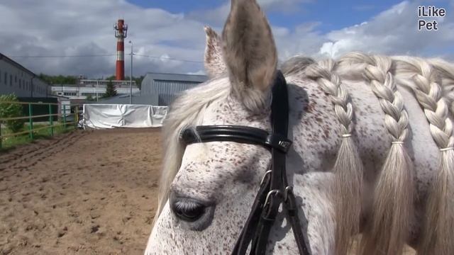 Андалузская лошадь на ilikepet смотреть онлайн