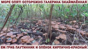 ?ПОШЛА РЯДОВКА ФИОЛЕТОВАЯ?МОРЕ ОПЯТ.?ЕМ ПАУТИННИК И ОПЁНОК КИРПИЧНО- КРАСНЫЙ?ОСТОРОЖНО ГАЛЕРИНА.