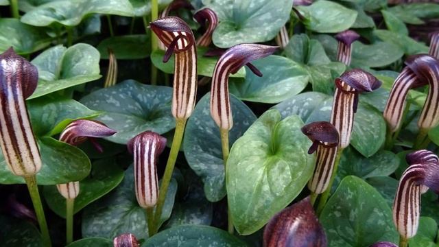 АРИЗАРУМ  (ARISARUM)  сем. Ароидные