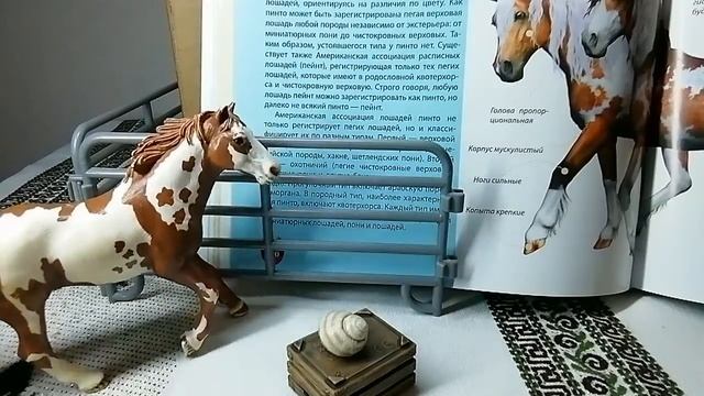 ?Horse-Show? 1-СЕЗОН 1-ВЫПУСК (ЛОШАДЬ ПИНТО) смотреть онлайн