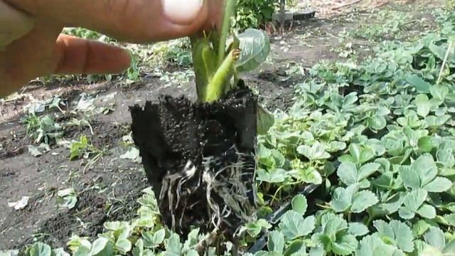 Выращивание кассетной рассады клубники смотреть онлайн