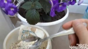 АХИМЕНЕСЫ. Удобрение для ахименесов.