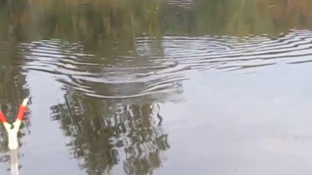 Платная рыбалка в Пирогово-Коргашино смотреть онлайн