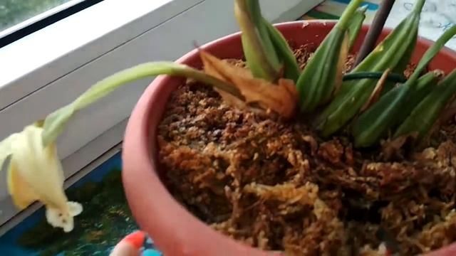 Целогина специоза смотреть онлайн