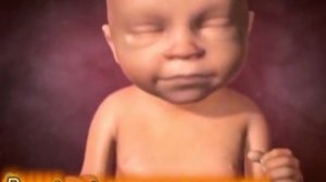 Анимация беременности человека изнутри