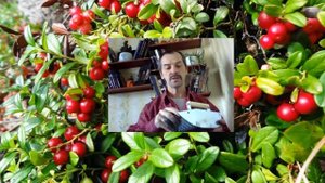 Комбайн для клюквы