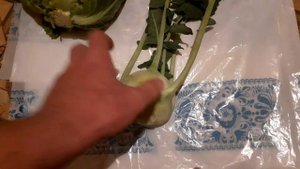 КАПУСТА КОЛЬРАБИ