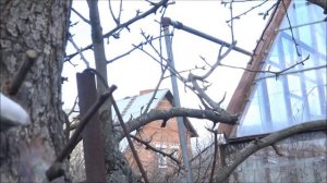 ПРИВИВКИ ПЛОДОВЫХ ДЕРЕВЬЕВ НЕСКОЛЬКО ЛЕТ СПУСТЯ / РЕЗУЛЬТАТЫ РАБОТЫ НАГЛЯДНО