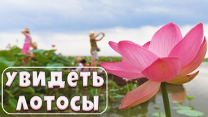 Где увидеть лотосы. Лотосовые поля в Астрахани. Долина лотосов. Видео 4К