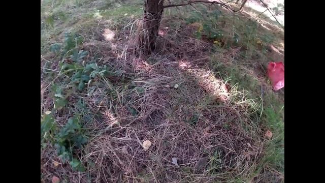 Рыжики это не просто грибы.Lactarius deliciosus, млечник деликатесный. смотреть онлайн