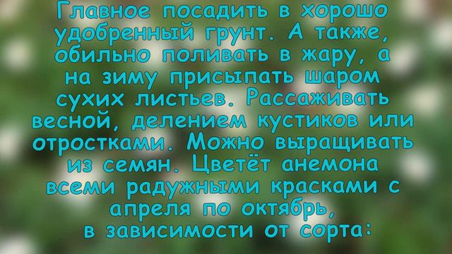 ВЕСЕННИЕ МНОГОЛЕТНИКИ: ПРИМУЛА, АНЕМОНА, ЛАНДЫШИ, БРУННЕРА, БАДАН И Т. Д . смотреть онлайн