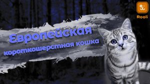 Европейская короткошерстная кошка