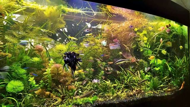 #Торф, лучшая #фитотерапия для #аквариума. смотреть онлайн