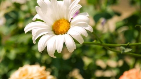 Красивая музыка!?Сборник ЛУЧШИХ Мелодий от которых мурашки по телу! Цветы красиво распускаются