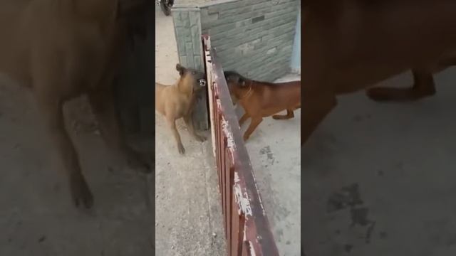 Лай собак друг на друга или споры в интернете/ Barking dogs at each other or arguing on the Interne