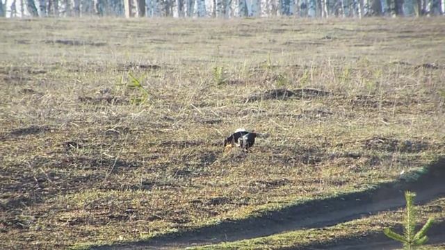 Тетерев на току. Весна 2014 смотреть онлайн