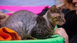 ЭкспоКот 2011 - фотозарисовка с выставки кошек. Коты, кошки и котята