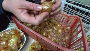 Использование луковой шелухи