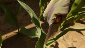 Тюльпан попугай Blumex Favorite.