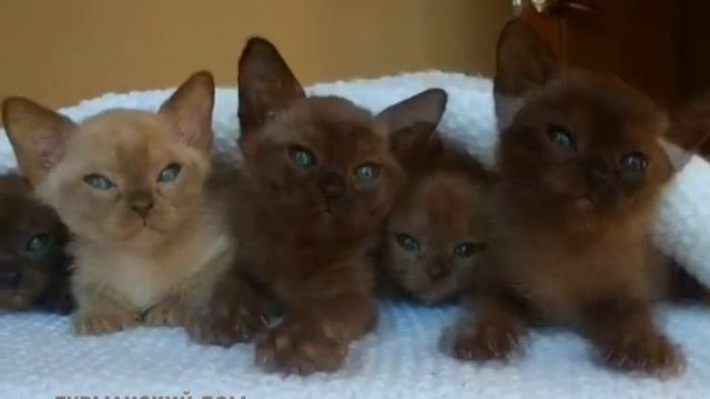 Бурма. Бурманские котята. Питомник бурманских кошек