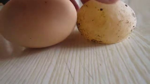 Необычное яйцо. Явление природы