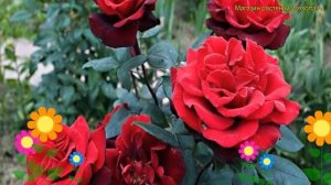 Роза чайно-гибридная баркароле. Краткий обзор, описание характеристик, где купить саженцы Barkarole