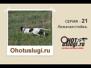 Серия 21 Лежачая стойка. Секреты натаски легавых собак.