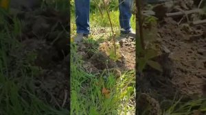 Чудо лопата 3 в1. Выкапываем поросль сливы, пырей и др. с корнями.