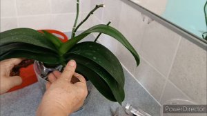 Пересадка орхидеи PF-5017🌺#Эксперементирую с цитокининовой пастой🌿