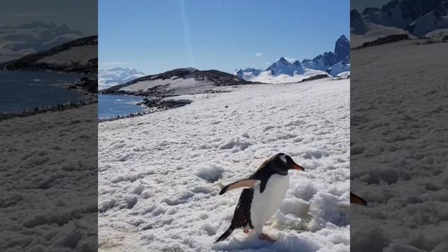 Антарктида... Трудолюбивые пингвины смотреть онлайн
