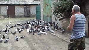 Голубеводы России.   В гостях на Донбассе.