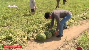Сбор арбузов в с  Сары Су